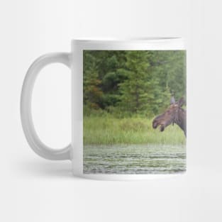 Canadian Moose, Algonquin Park, Canada Mug